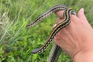 Two Plains Garter Snakes being held by a field researcher.
