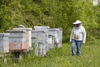 Retired ONU professor Tom Kier checks his hives